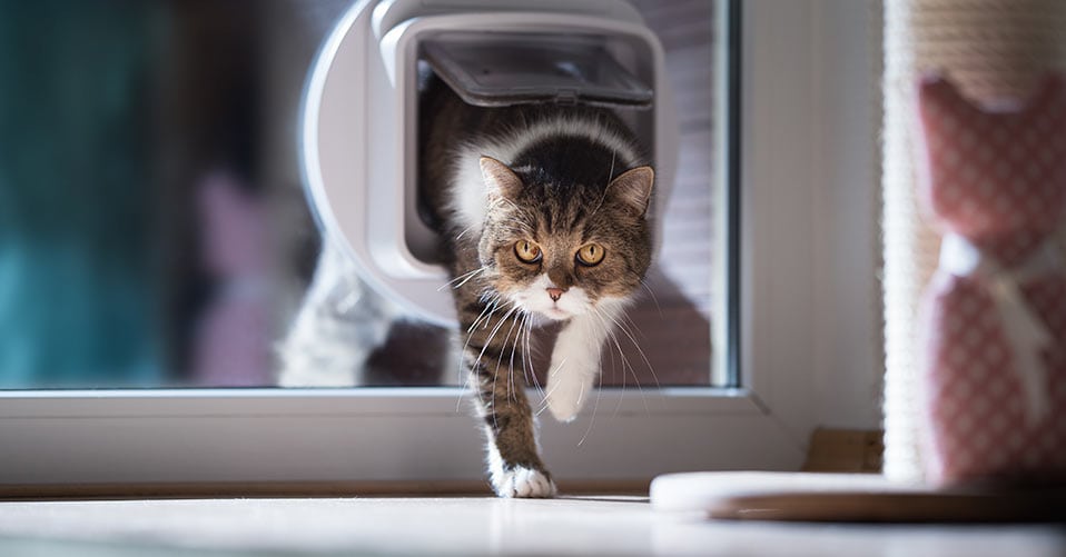 Katzenklappe für Zimmertür – Die 16 besten Produkte im Vergleich -  Haustierratgeber Ratgeber
