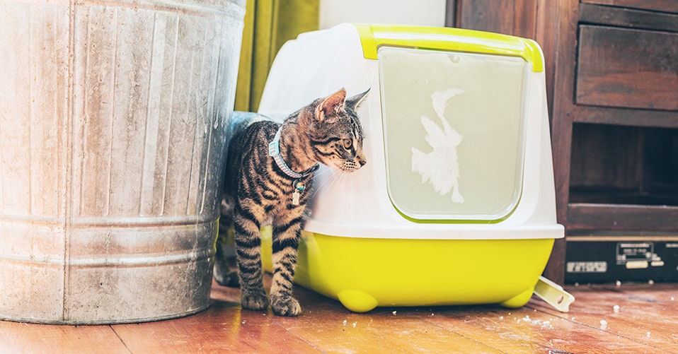 Littycat Katzenstreu Entsorgungseimer mit Schaufel - inkl. Nachfüllkassette  - Katzenklo Mülleimer weiß-grau : : Haustier