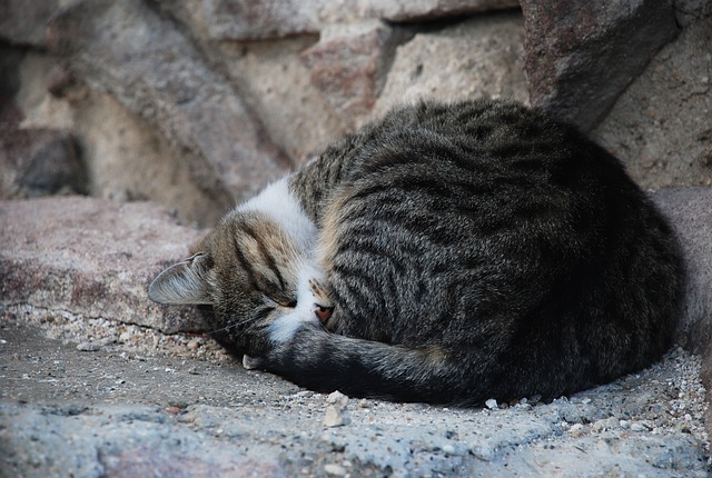 5 Sterbephasen bei Katzen