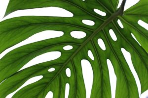 Das Fensterblatt (Monstera deliciosa) mit den großen, attraktiven Blättern