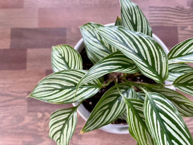 Calathea giftig für Katzen?